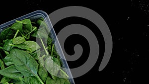 Spinach green lettuce leaves in a plastic box, twirling on a black background.