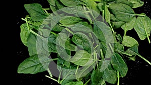 Spinach green lettuce leaves spinning on a black background.