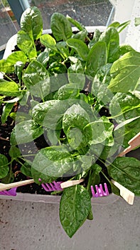 Spinach growing In balcony garden