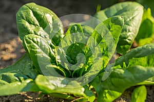 Spinach growing in garden.