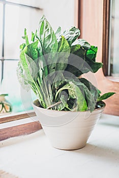 Spinach Growing In A Pot 