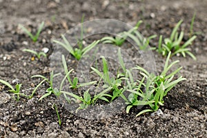 Spinach growing in urban garden. Greens and salad sprouts close up. Home grown food and organic vegetables. Community garden