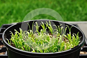 Spinach grown at backyard