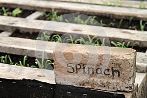 Spinach handmade garden sign photo