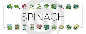 Spinach Healthy Eatery Ingredient Icons Set Vector