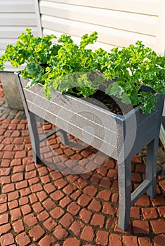 Spinach and kale in garden bed on patio