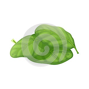 spinach leaf green cartoon vector illustration