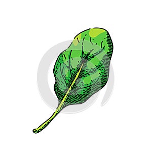 spinach leaf green sketch hand drawn vector