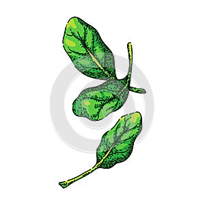 spinach leaf green sketch hand drawn vector