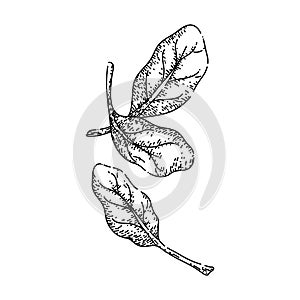 spinach leaf green sketch hand drawn vector