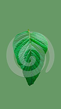 Spinach leaf isolated with clipping path on green background