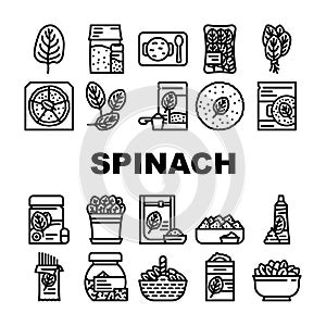 spinach leaf salad green food icons set vector