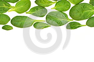 Spinach leaves. Fresh Green spinach isolated