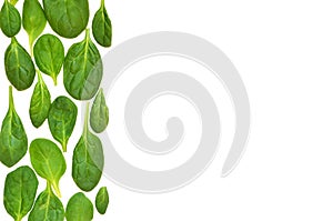 Spinach leaves. Fresh Green spinach isolated