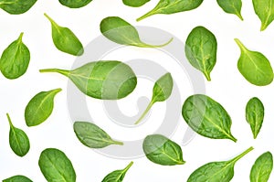 Spinach leaves. Fresh Green spinach isolated