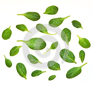 Spinach leaves. Fresh Green spinach isolated