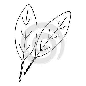 Spinach leaves healthy food icon, doodle style flat vector outline for coloring book