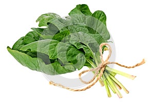 Spinach leaves isolate on white background. Healthy food