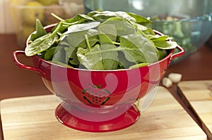 Spinach Leaves in a Red Strainer