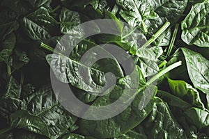 Spinach lettuce salad. Dark moody green background. Close up of green leaves. Flat lay