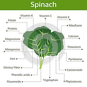 Spinach nutrient of facts and health benefits, info graphic