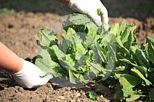 Spinach plant