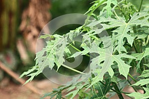 Spinach plant