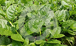 Spinach plant