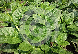 Spinach plant