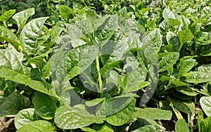 Spinach plant