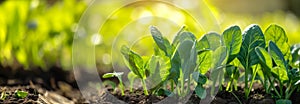 Spinach plant on the garden. Green vegetable. Close up. Copy space for text. Blurred background. Banner slider template.