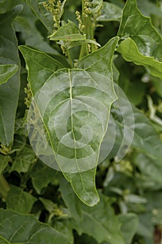 Spinach plant green leaf