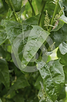 Spinach plant green leaf