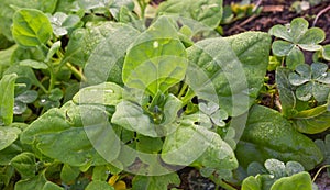 Spinach plant Spinacia oleracea serenated by dew in the morning