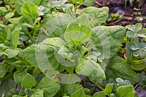 Spinach plant Spinacia oleracea serenated by dew in the morning photo