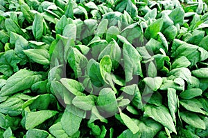 Spinach plantation photo