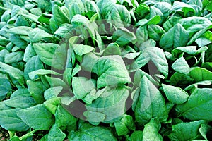 Spinach plantation photo