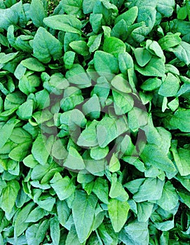 Spinach plantation photo