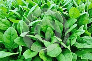 Spinach plantation photo