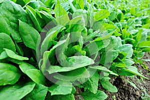 Spinach plantation photo