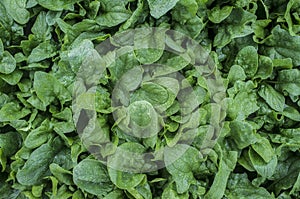 Spinach plantation. Overhead shot