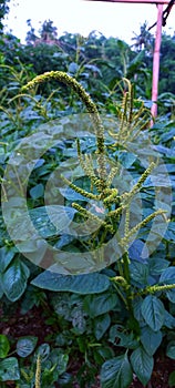 Spinach plants grow thickly in plantations photo