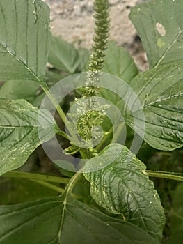 Spinach plants when growing flowers, safe to eat and healthy usually grows in tropical climates