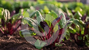 Spinach red growing in vegetable garden. Generative AI