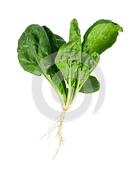 Spinach with root
