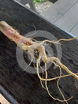 The spinach root thai