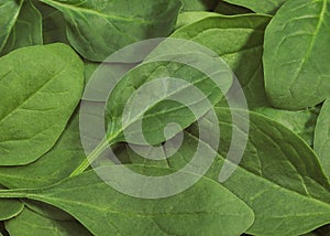 Spinach Shoot Salad, spinacia oleracea