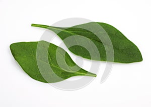 Spinach Shoot Salad, spinacia oleracea, Leaves against White Background