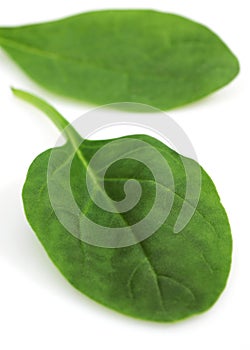 Spinach Shoot Salad, spinacia oleracea, Leaves against White Background