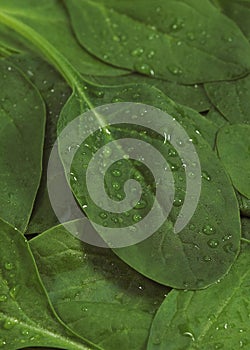 Spinach Shoot Salad, spinacia oleracea, Leaves with Dropplet
